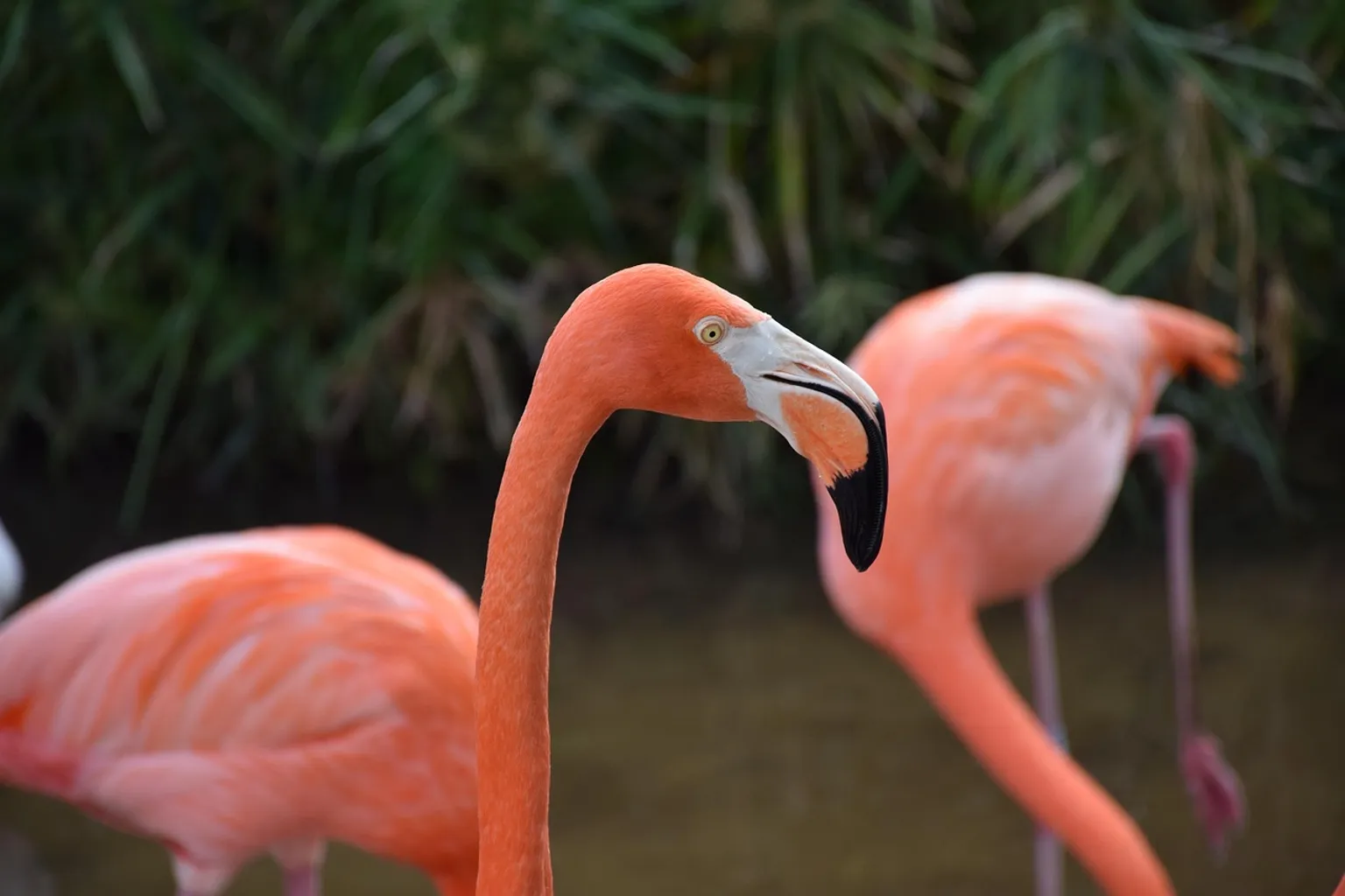 Entradas para Gatorland: ¿cuándo compensa el pase online?