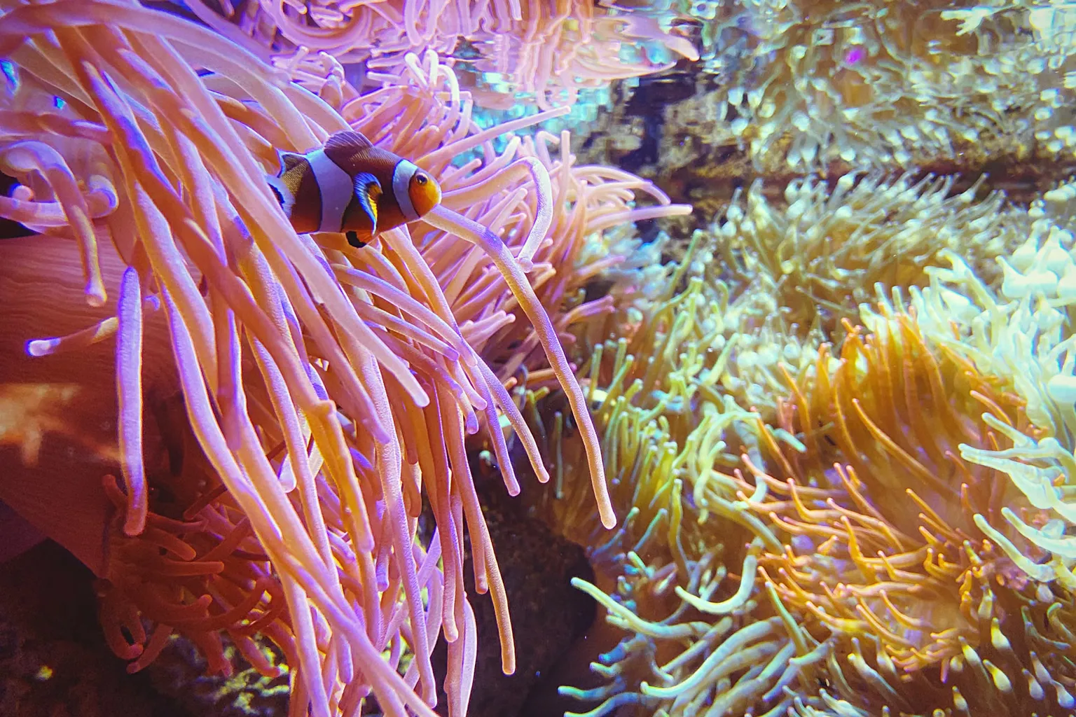 SEA LIFE London visita: trampas en las entradas y tiempos de espera