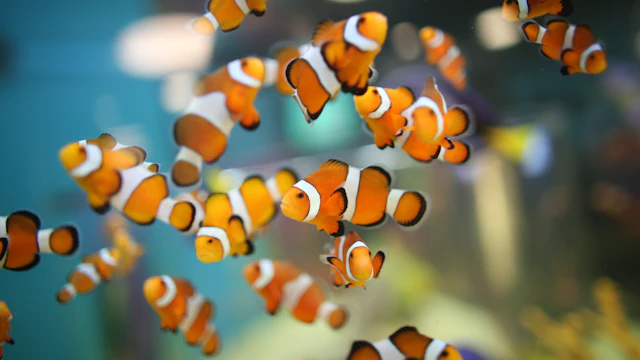Acuario Ripley de Canadá