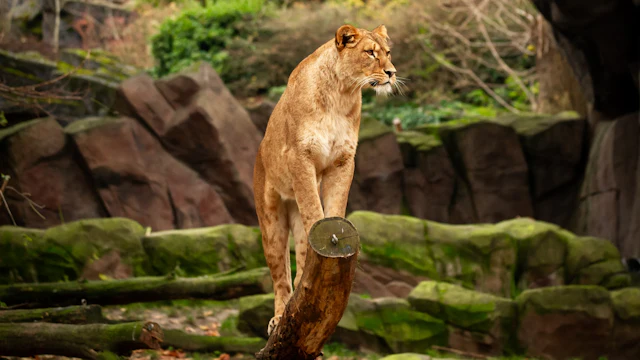 Zoo de Amberes