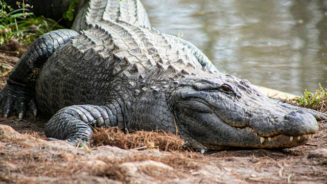 Gatorland