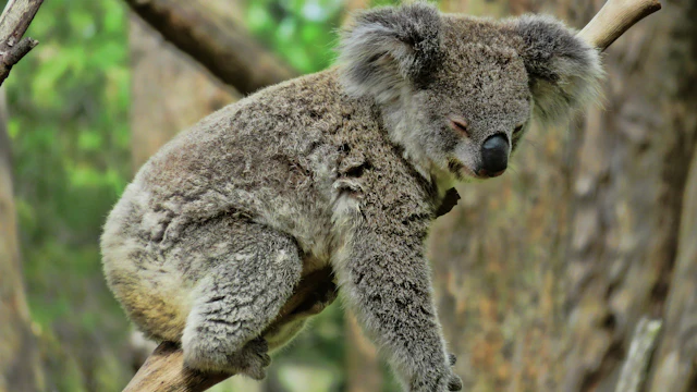 Parque de reptiles de Australia