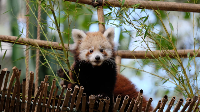 Zoo de Lisboa